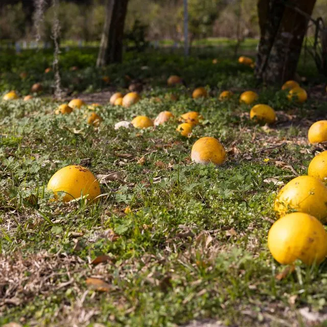 thumbnail for publication: Citrus Culture in the Home Landscape